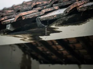 Donkere watervlekken op een wit plafond met een druppel uit een scheur in verouderde dakpannen, natte dakspanten zichtbaar.